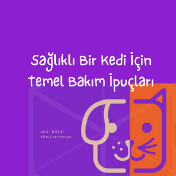 Sağlıklı Bir Kedi İçin Temel Bakım İp uçları