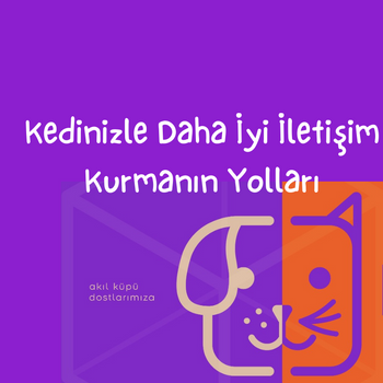 Kedinizle Daha İyi İletişim Kurmanın Yolları
