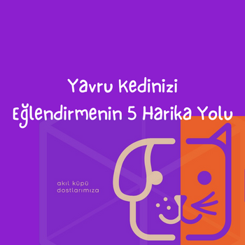 Yavru Kedinizi Eğlendirmenin 5 Harika Yolu
