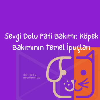 Sevgi Dolu Pati Bakımı: Köpek Bakımının Temel İpuçları
