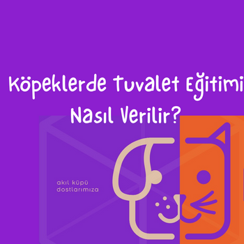 Köpeklerde Tuvalet Eğitimi Nasıl Verilir?