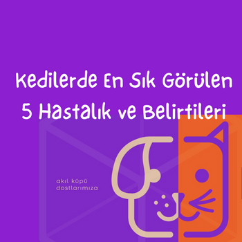 Kedilerde En Sık Görülen 5 Hastalık ve Belirtileri