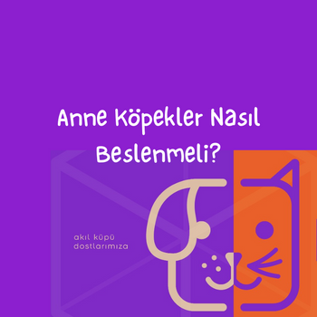 Anne Köpekler Nasıl Beslenmeli?