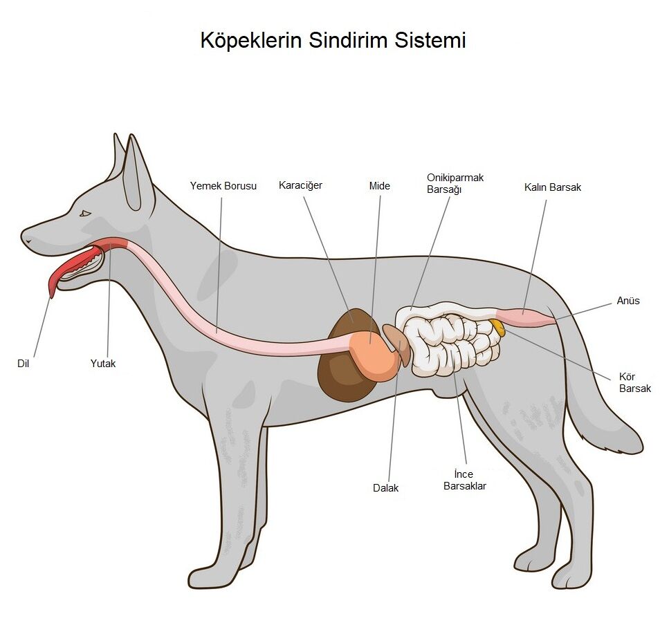 Sindirim Sorunu Olan Kediler ve Köpekler İçin Doğru Mama Seçimi