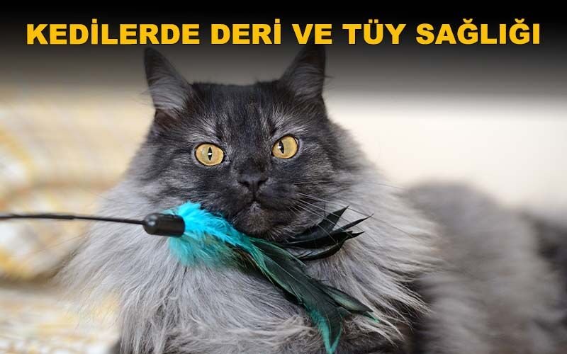 Kedilerde Deri ve Tüy Problemleri İçin Doğal Çözümler: KY Destek Ürünleri
