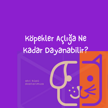 Köpekler Açlığa Ne Kadar Dayanabilir?