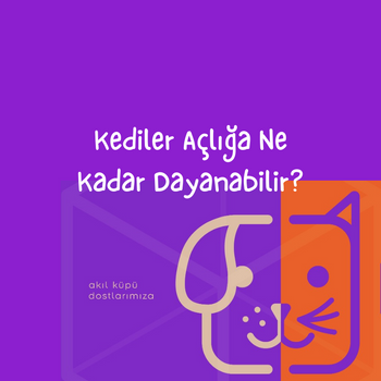 Kediler Açlığa Ne Kadar Dayanabilir?